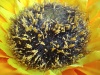 Rear Camera