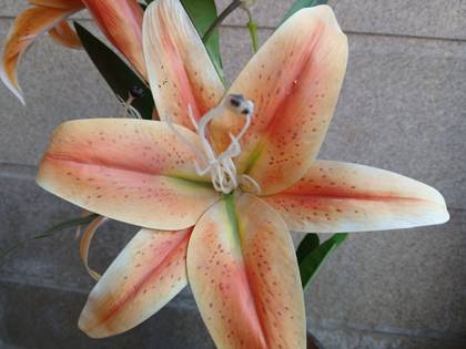 Samsung Galaxy Xcover 7