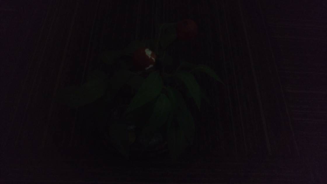Rear Camera