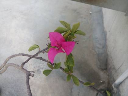 Micromax Canvas Spark