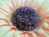 Rear Camera