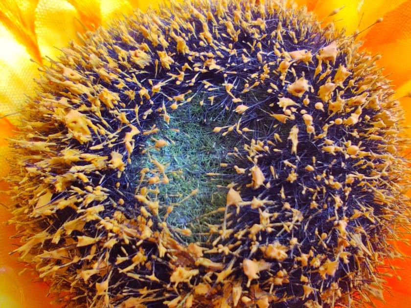 Rear Camera
