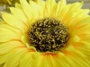 Rear Camera