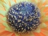 Rear Camera