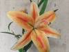 Rear Camera