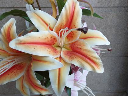 Samsung Galaxy M52 5G