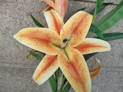 Motorola Edge 60 Stylus