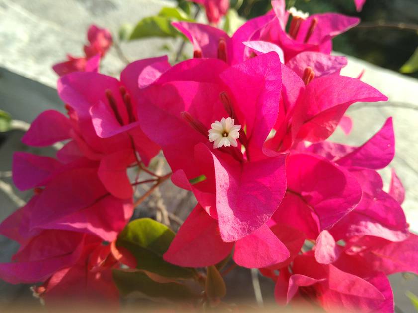 Rear Camera