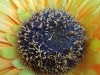 Rear Camera