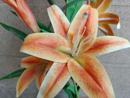 realme 12 Pro Plus 12GB RAM