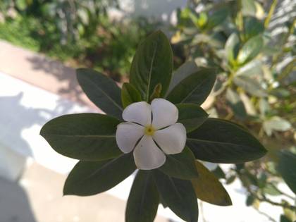 Honor 5X