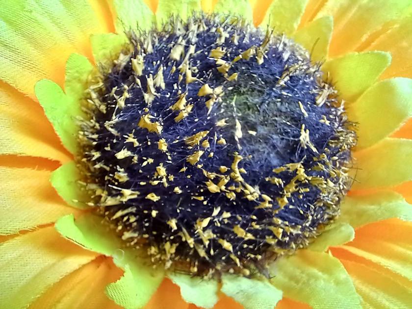 Rear Camera