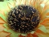 Rear Camera