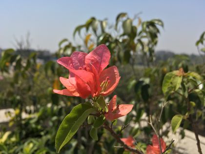 Apple iPhone SE 16GB