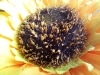 Rear Camera
