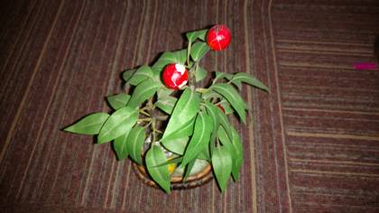 Motorola Moto X Style 16GB