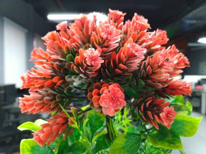 Asus Zenfone Max Pro M1 6GB RAM