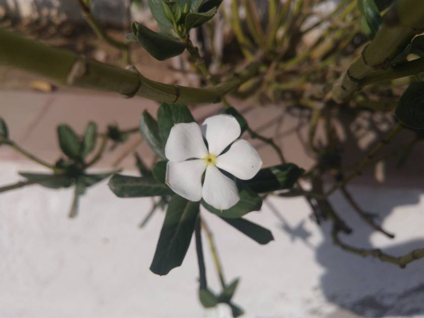 Rear Camera