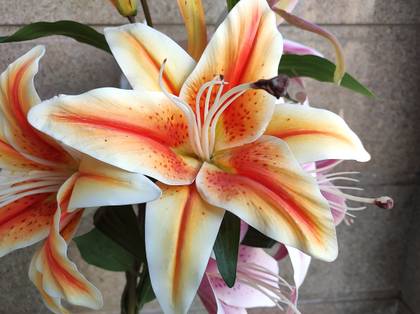 Xiaomi 11 Lite NE 5G