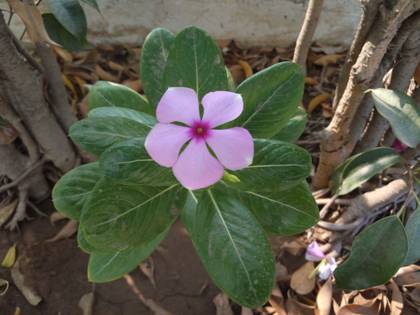 Micromax Canvas 5 E481 3GB RAM