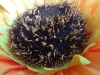 Rear Camera
