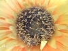 Rear Camera
