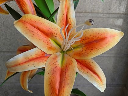iQOO Neo 9 Pro