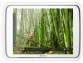 Archos 80 Carbon