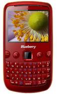 Spice Blueberry Mini