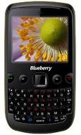 Spice Blueberry Mini