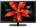 Haier LE50B50