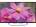 Sony BRAVIA KDL-55W800B