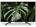 Sony BRAVIA KLV-43W672G