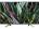 Sony Bravia KDL-43W800G