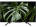 Sony BRAVIA KLV-50W672G