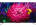 TCL 50C715