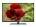 Videocon VJK40FF-ZM
