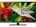Videocon VJW32HH-2F 32 inch (81 cm) LED HD-Ready TV
