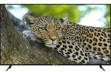 Yuwa NTY-55 55 inch (139 cm) LED 4K TV